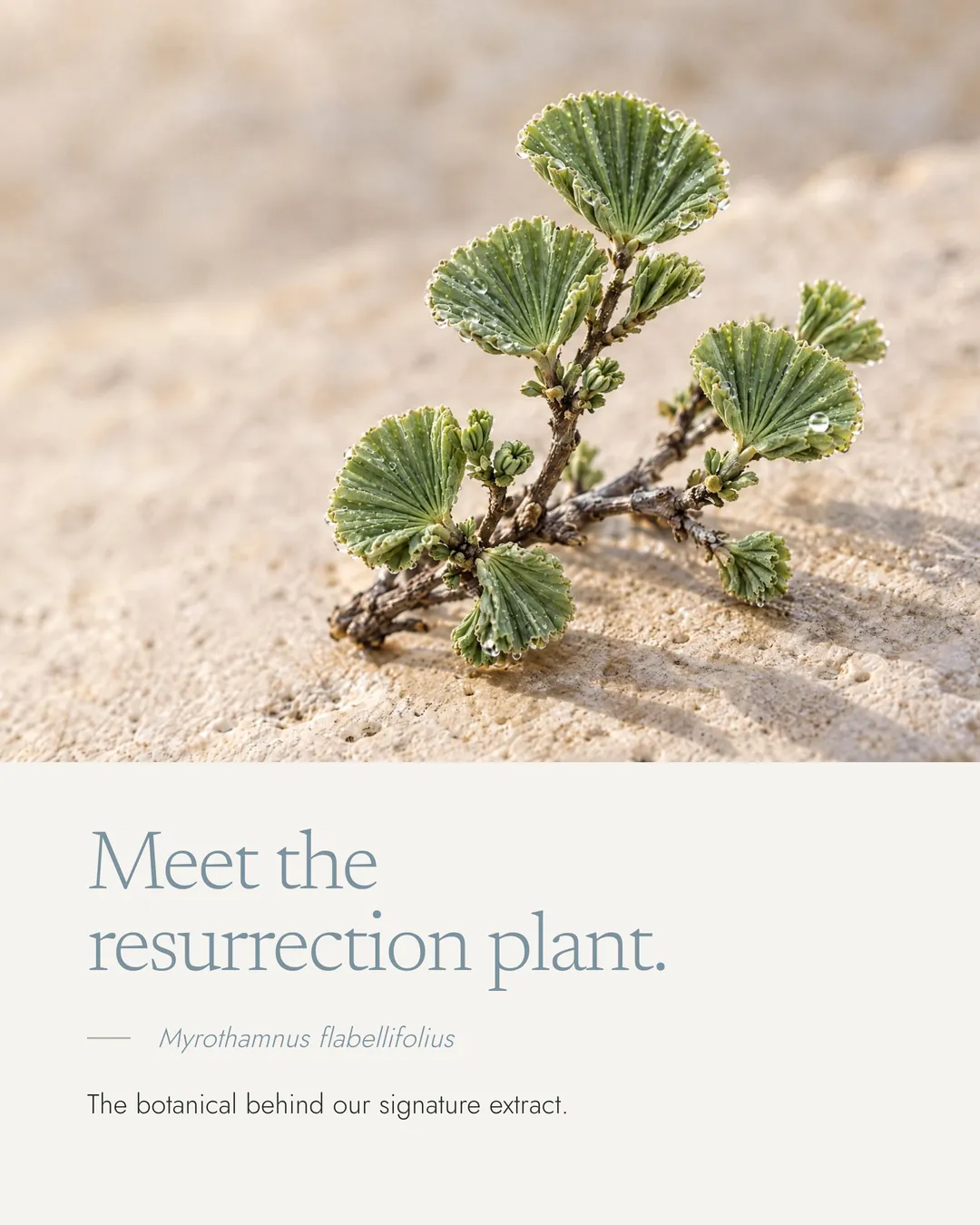 Meet the resurrection plant, Myrothamnus flabellifolius
